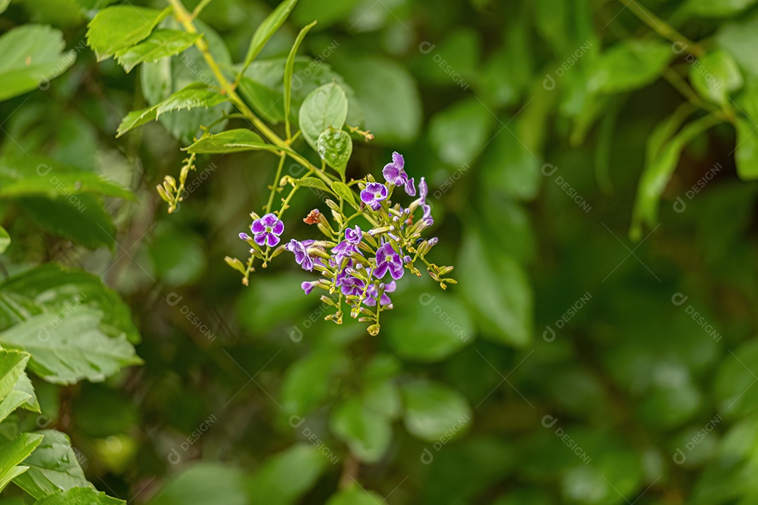Skyflower Purple Flowers da espécie Duranta erecta com foco seletivo.