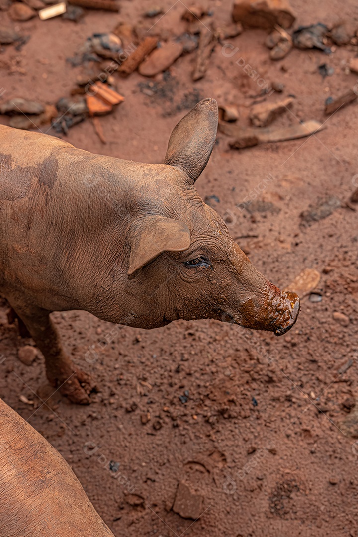 Porco criado em um chiqueiro ao ar livre com foco seletivo.