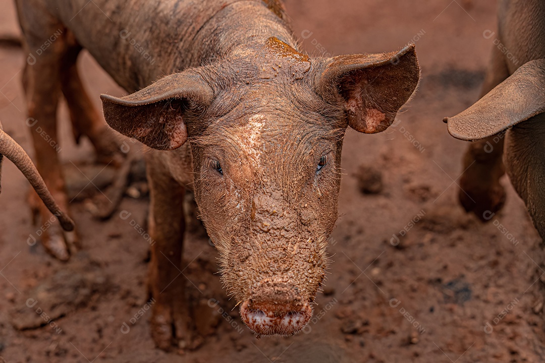 Porco criado em um chiqueiro ao ar livre com foco seletivo.