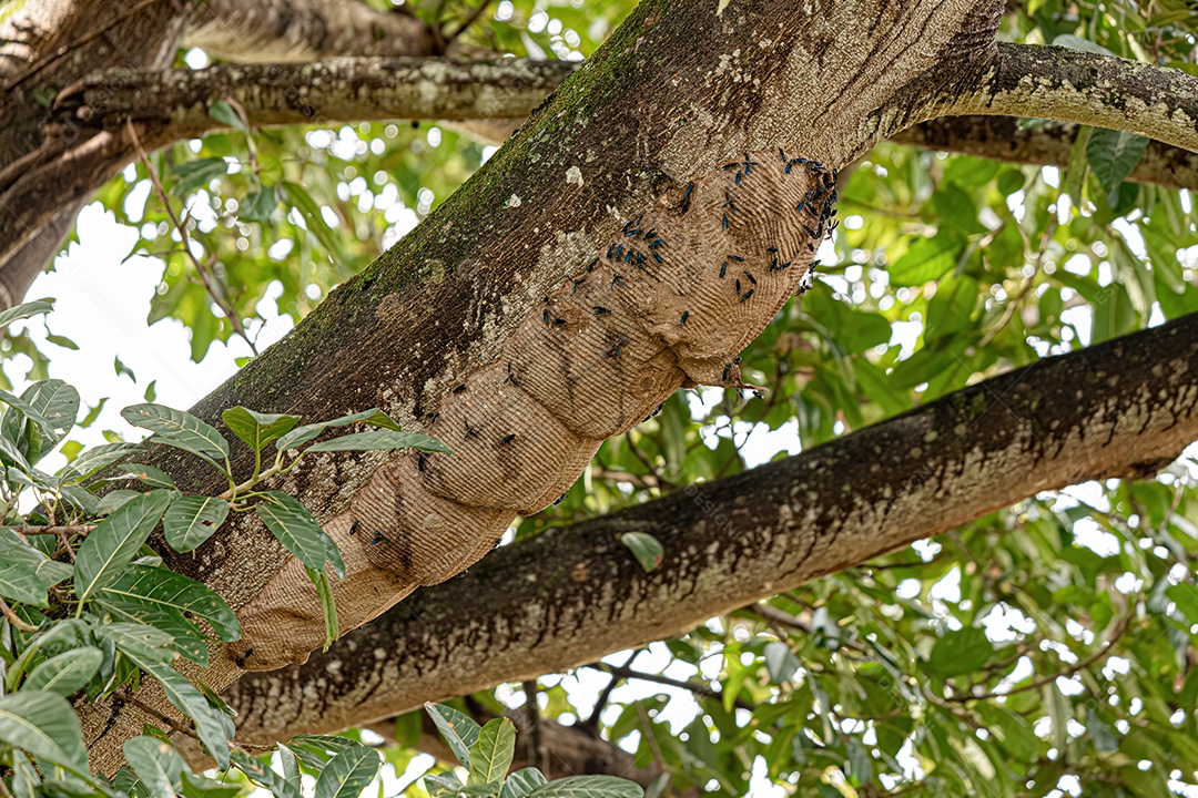 Ninho de Vespas Guerreiras da Espécie Synoeca surinama.