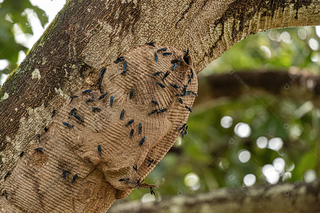 Ninho de Vespas Guerreiras da Espécie Synoeca surinama.
