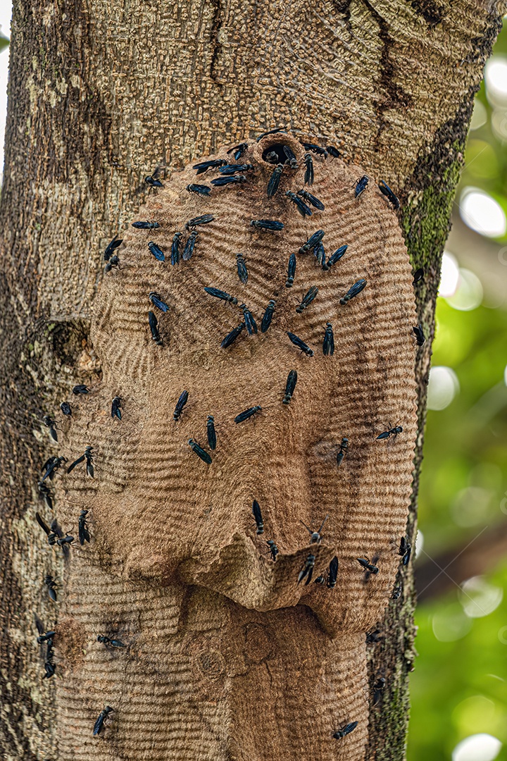Ninho de Vespas Guerreiras da Espécie Synoeca surinama.