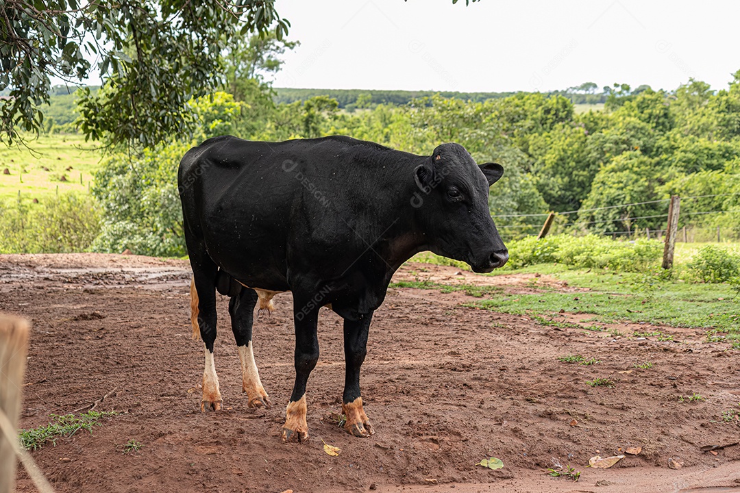 Vaca preta masculina adulta em uma fazenda à tarde.