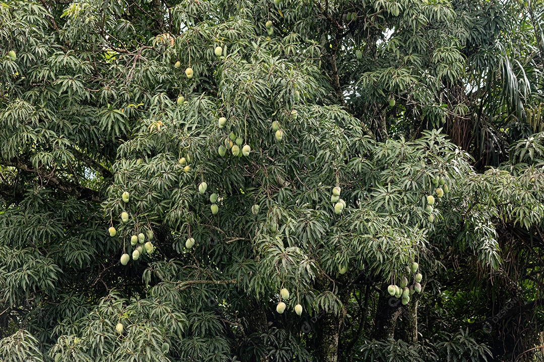 Mangueira da espécie Mangifera indica com frutos.