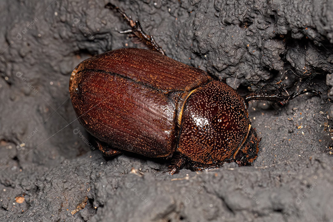 Besouro rinoceronte fêmea adulta do gênero Coelosis.