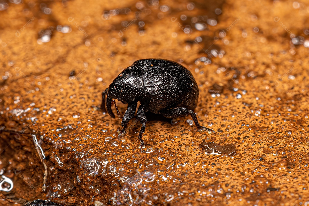 Gorgulho Verdadeiro Adulto da Família Curculionidae.