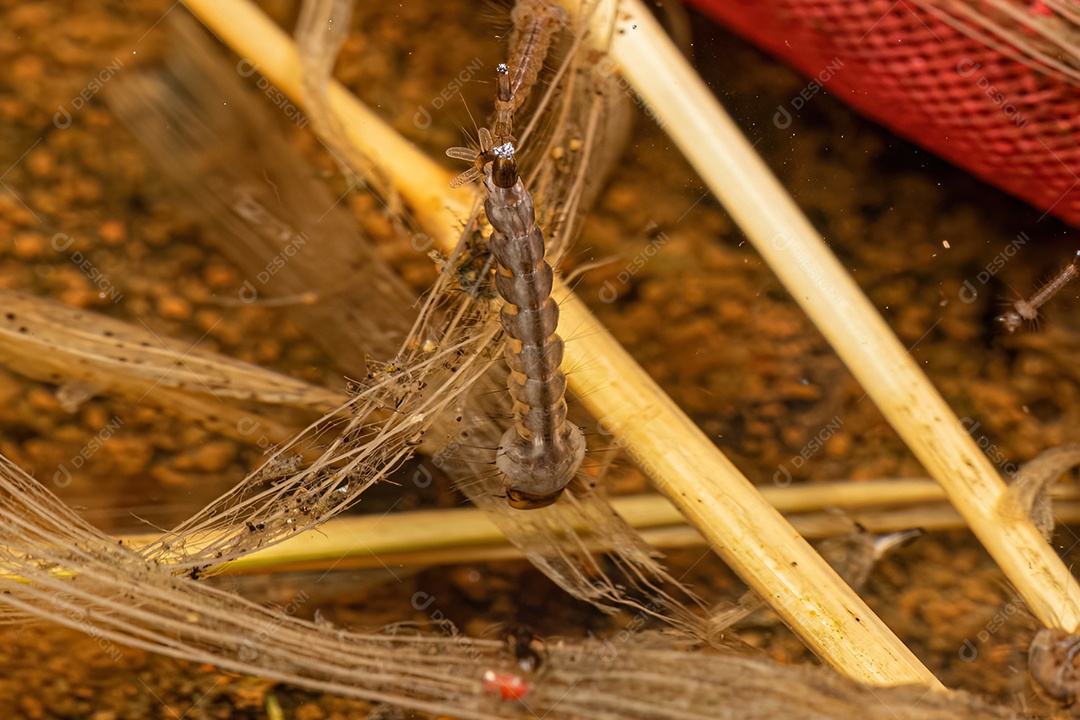 Larva do mosquito da febre amarela da espécie Aedes aegypti.