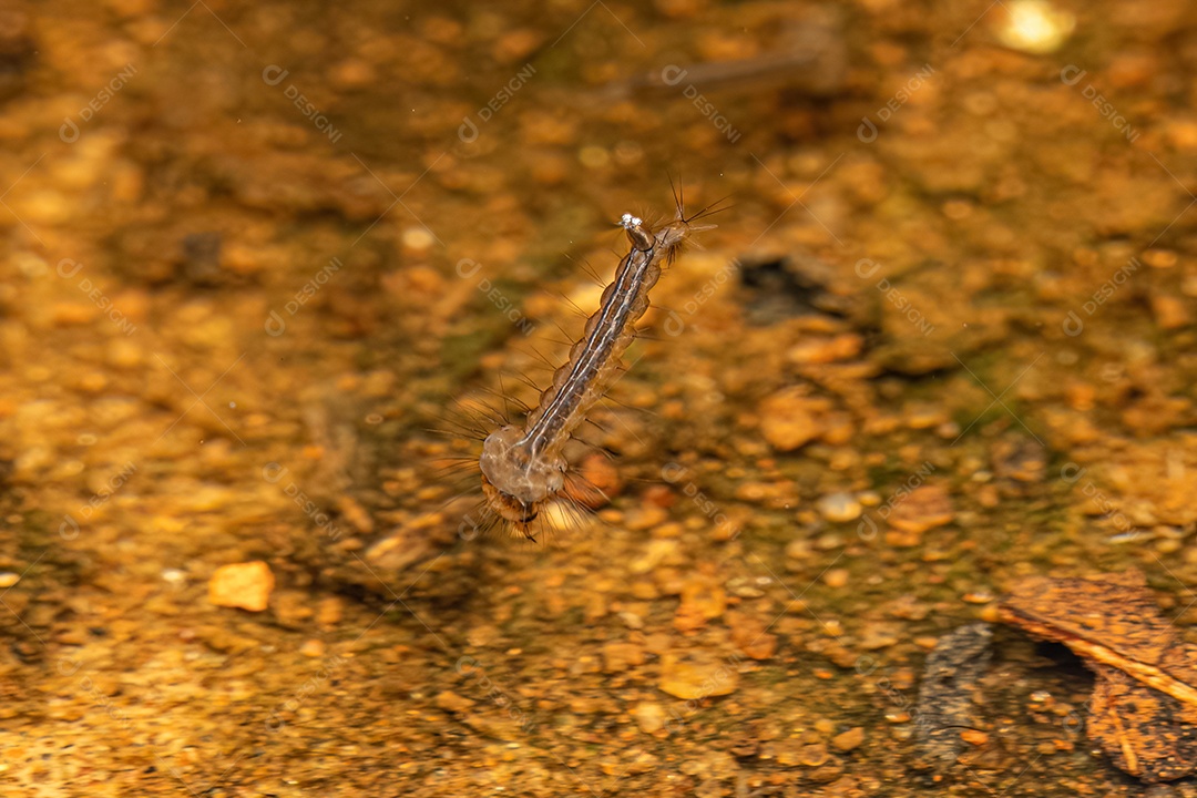 Larva do mosquito da febre amarela da espécie Aedes aegypti.