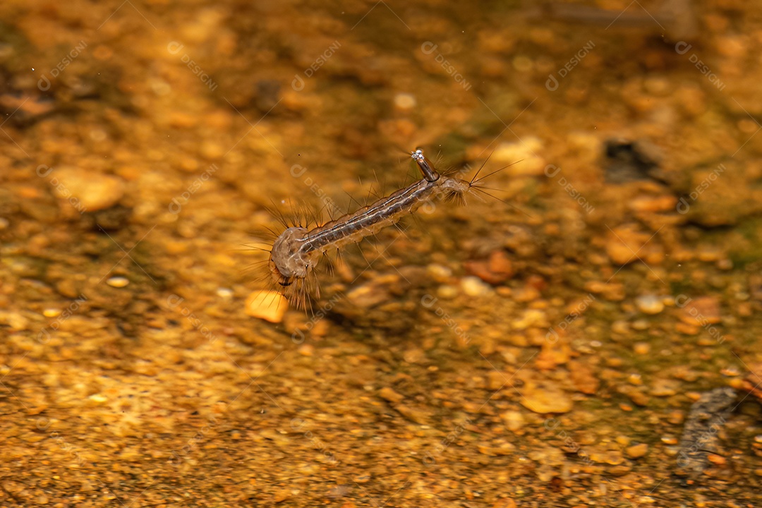 Larva do mosquito da febre amarela da espécie Aedes aegypti.
