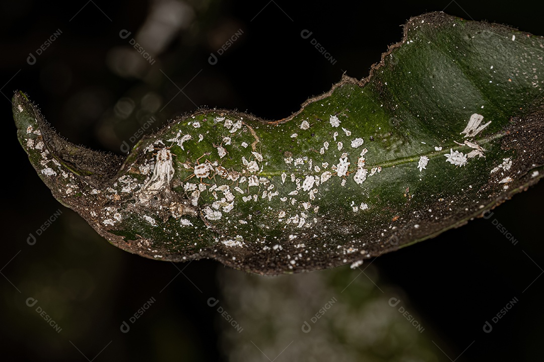 Alferes Escalas Ninfa Insetos da espécie Praelongorthezia praelonga.