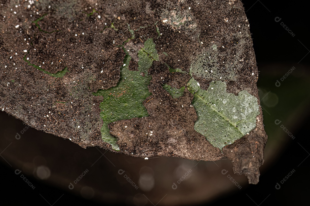 Mofo fuliginoso preto do gênero Capnodium em uma árvore frutífera Cravo do gênero Citrus.