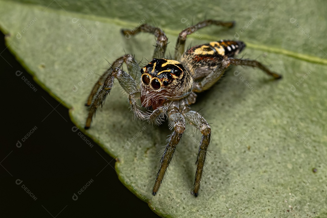 Pequena Aranha Saltadora do Gênero Frigga.