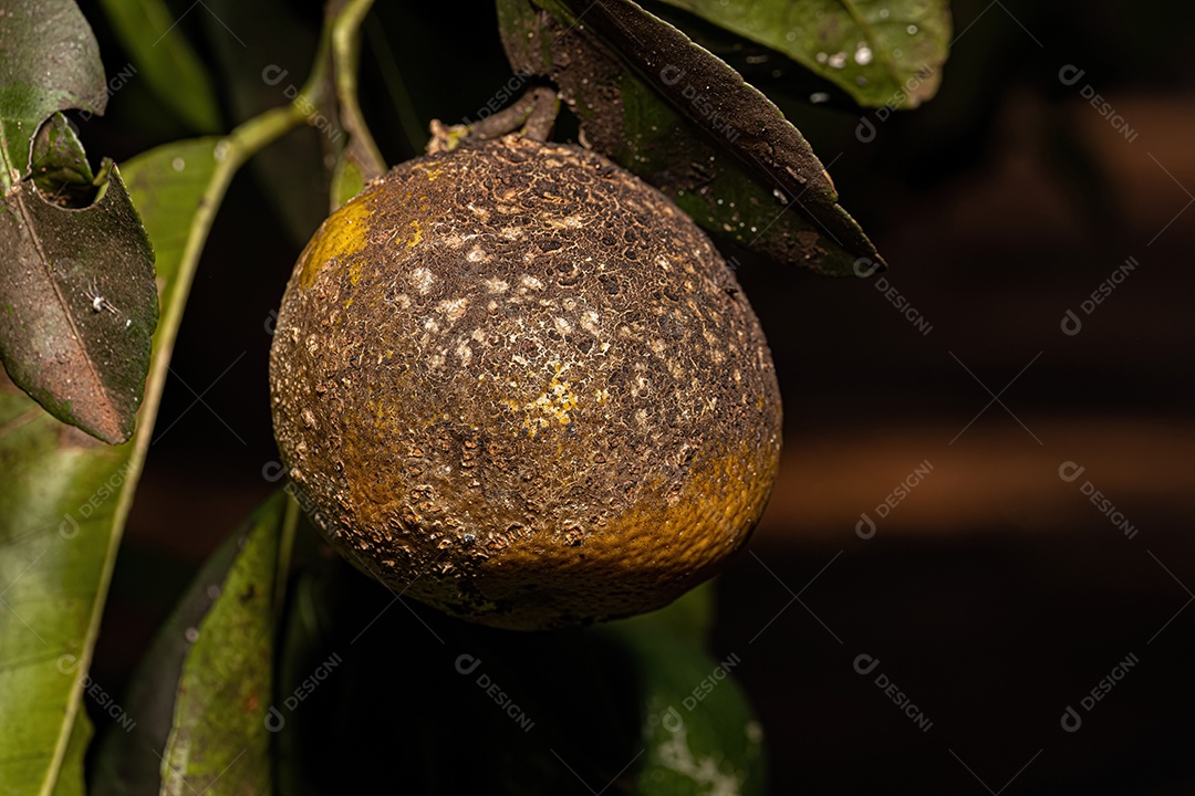 Mofo fuliginoso preto do gênero Capnodium em uma árvore frutífera Cravo do gênero Citrus.