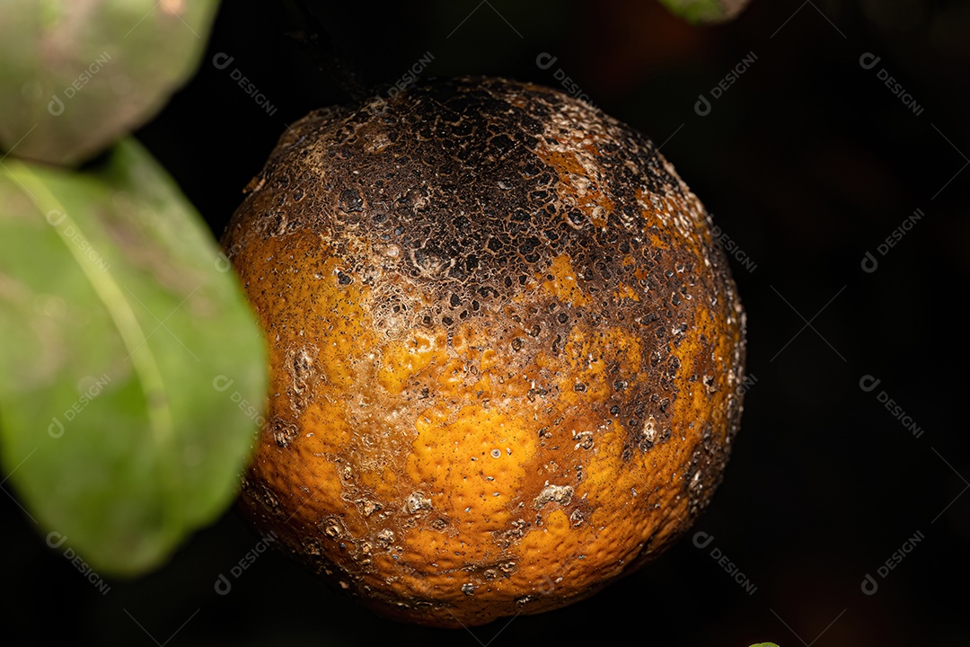Mofo fuliginoso preto do gênero Capnodium em uma árvore frutífera Cravo do gênero Citrus