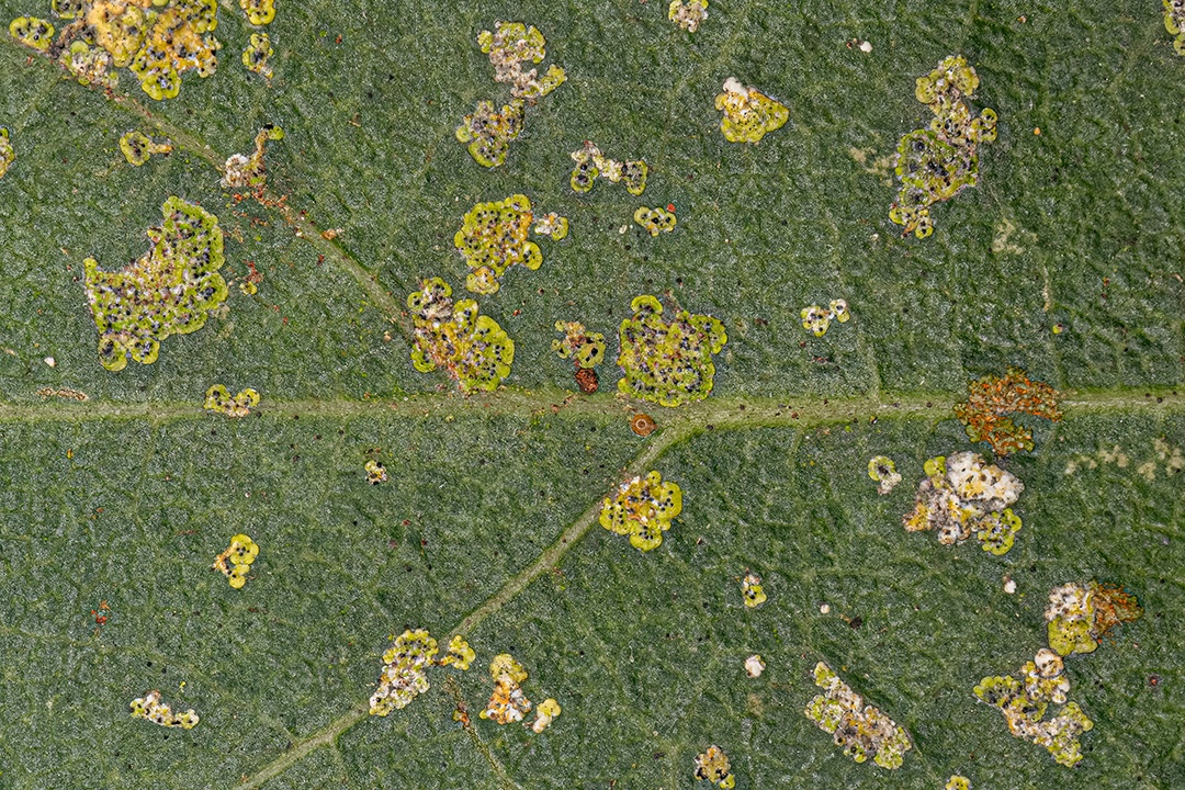 Fungos Ascomicetos Superiores do Gênero Strigula em folha de abacateiro.