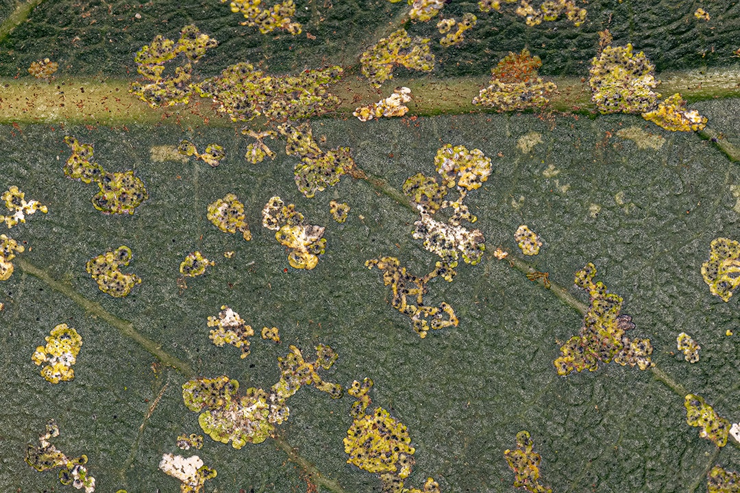 Fungos Ascomicetos Superiores do Gênero Strigula em folha de abacateiro.