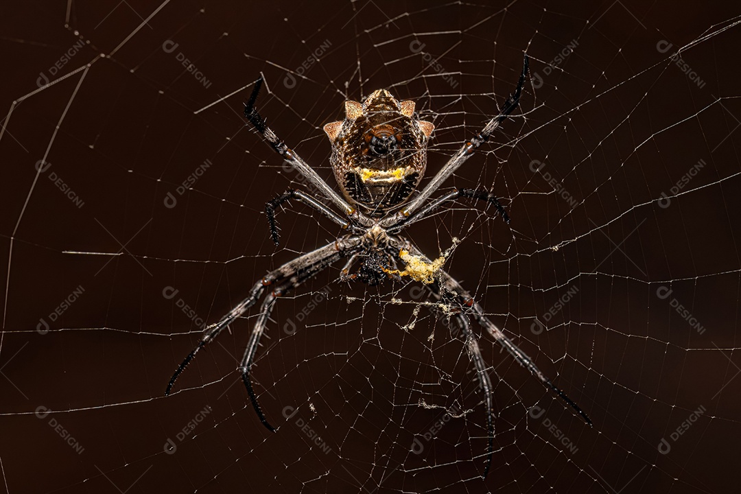 Fêmea adulta Orbweaver de jardim prateado da espécie Argiope argentata.