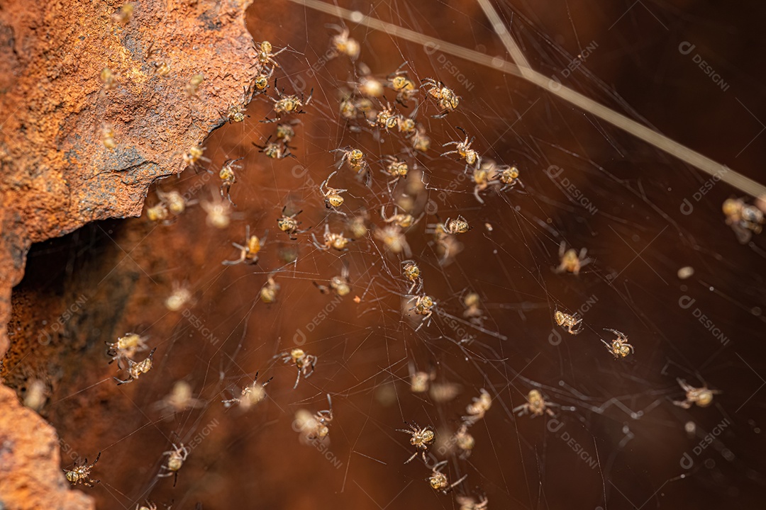 Orbweavers de jardim prateado da espécie Argiope argentata.