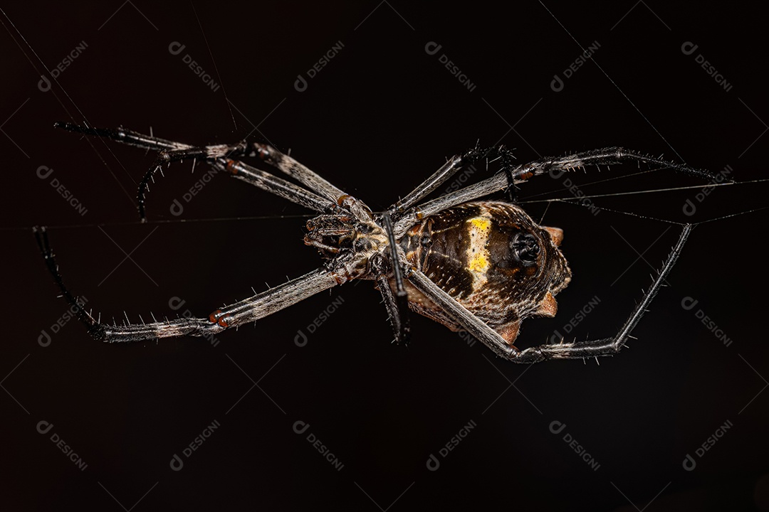 Fêmea adulta Orbweaver de jardim prateado da espécie Argiope argentata.