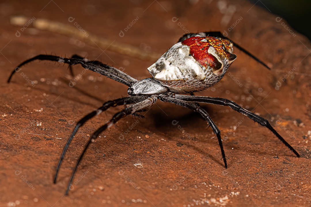 Fêmea adulta Orbweaver de jardim prateado da espécie Argiope argentata.
