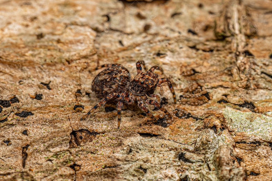 Pequena aranha saltadora da espécie Marma nigritarsis.