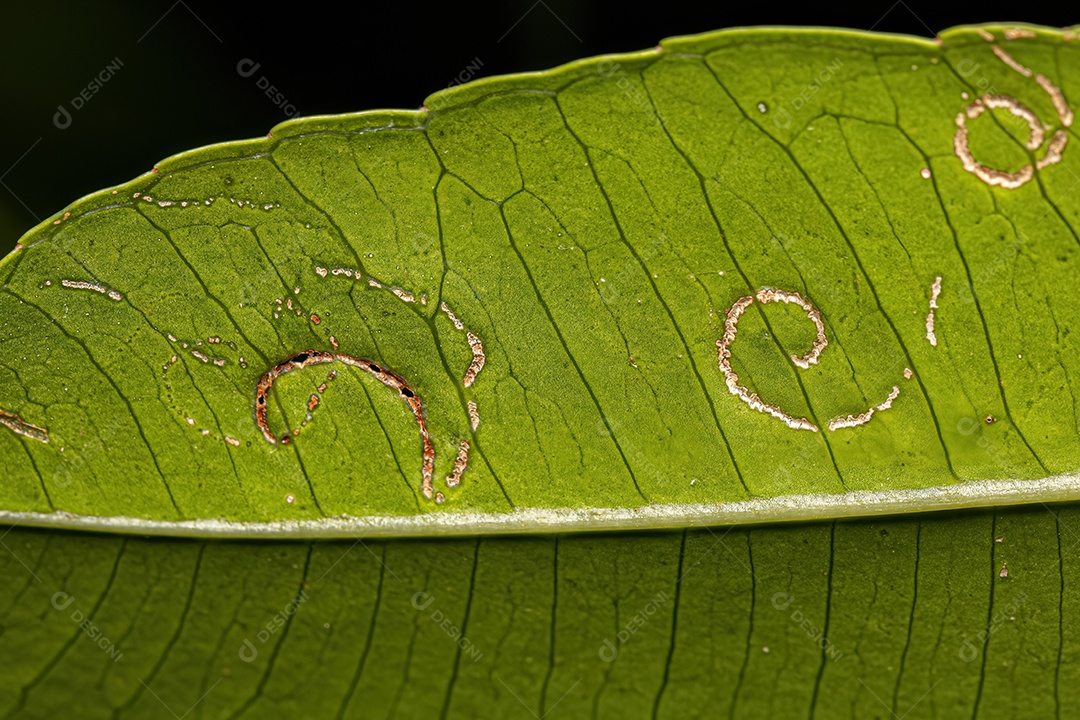 Mombins Folhas de árvores do gênero Spondias danificadas por moscas brancas Insetos da família Aleyrodidae.
