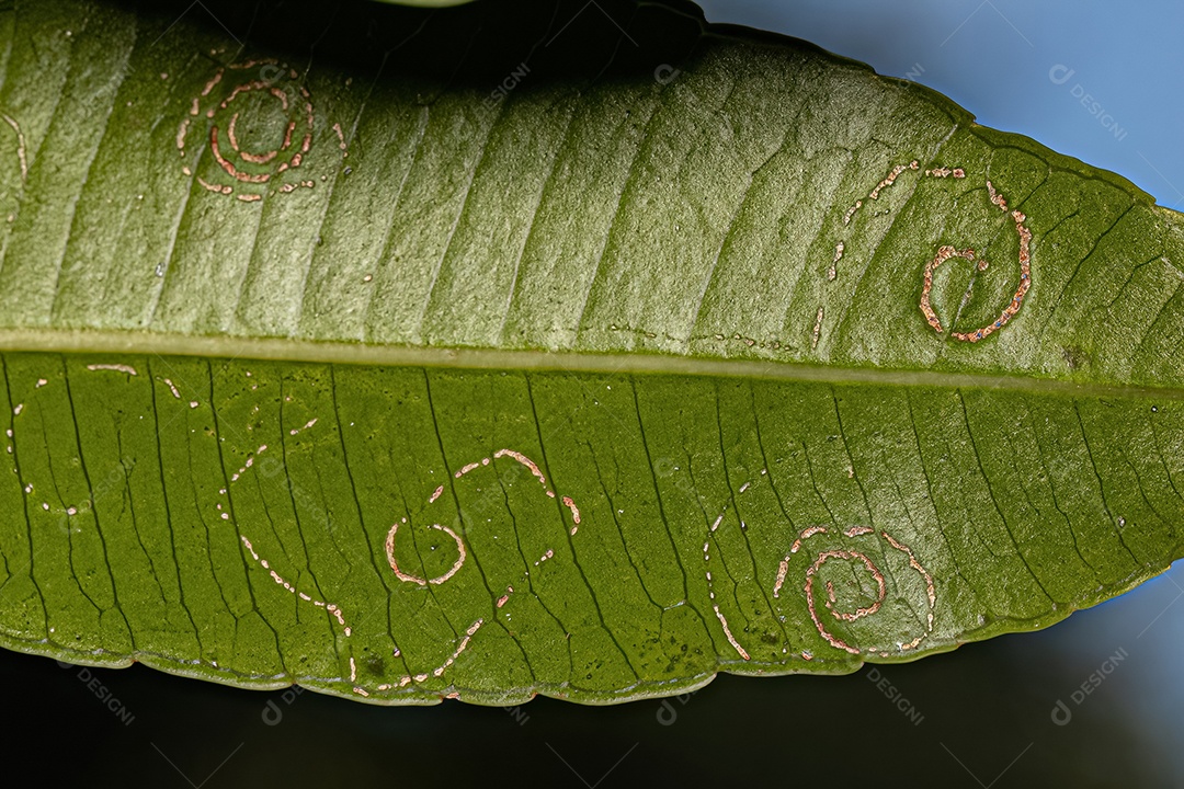Mombins Folhas de árvores do gênero Spondias danificadas por moscas brancas Insetos da família Aleyrodidae.