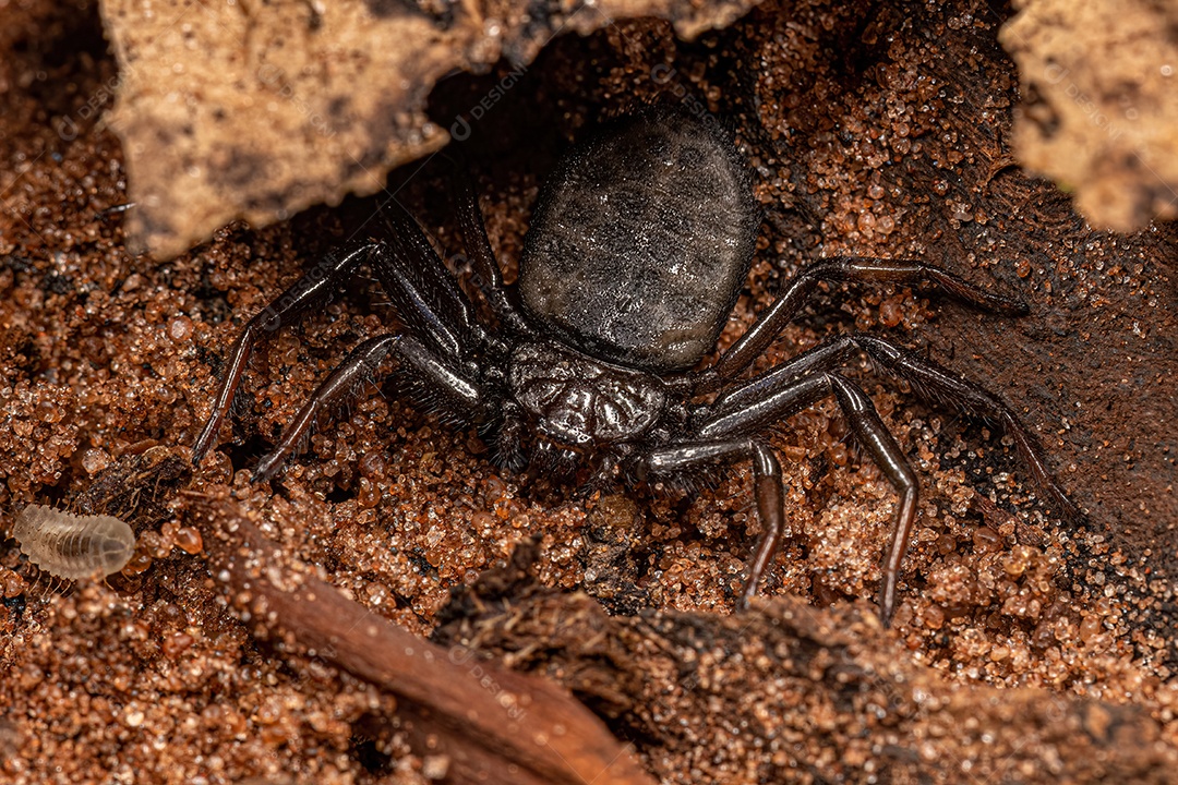 Aranha Trochanteriidae adulta da espécie Vectius niger.
