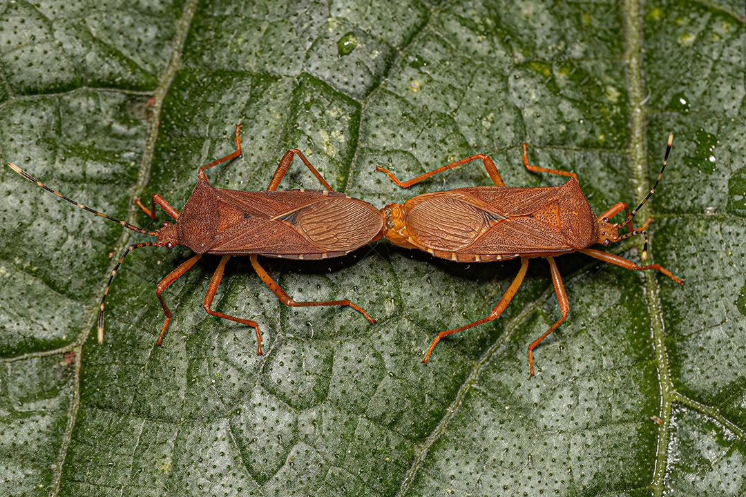 Insetos de abóbora adultos do acoplamento do gênero Anasa.