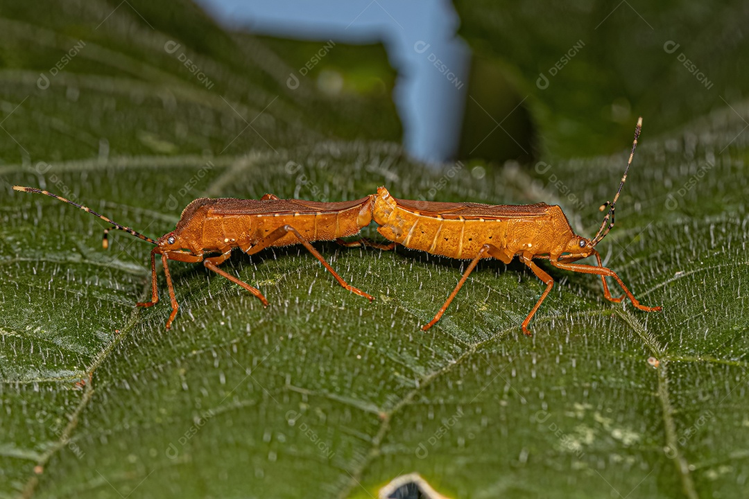 Insetos de abóbora adultos do acoplamento do gênero Anasa.