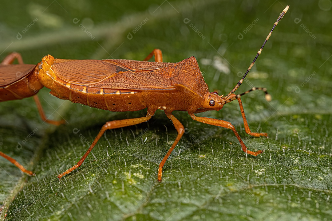 Insetos de abóbora adultos do acoplamento do gênero Anasa.
