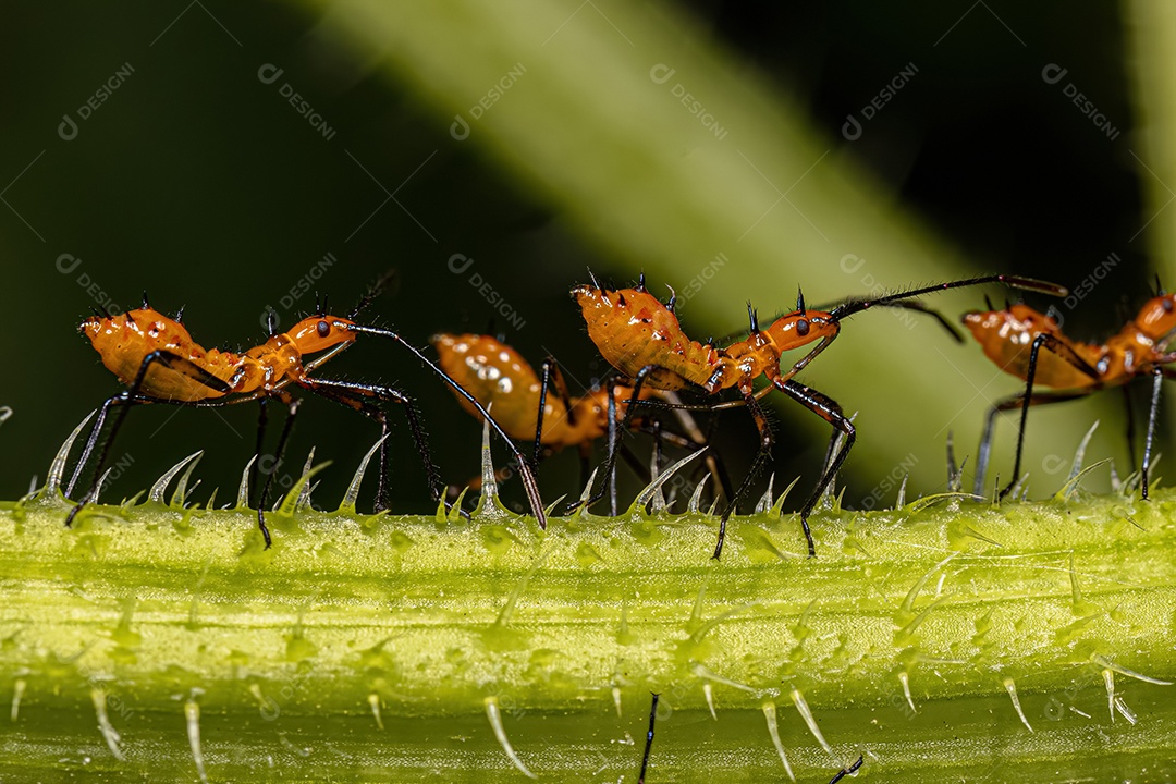 Ninfas de insetos de patas folhosas da família Coreidae.