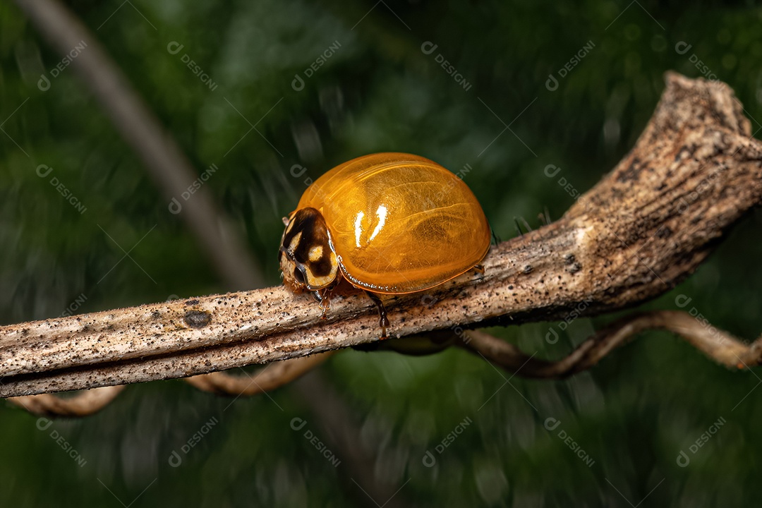 Besouro imaculado adulto da espécie Cycloneda sanguinea.