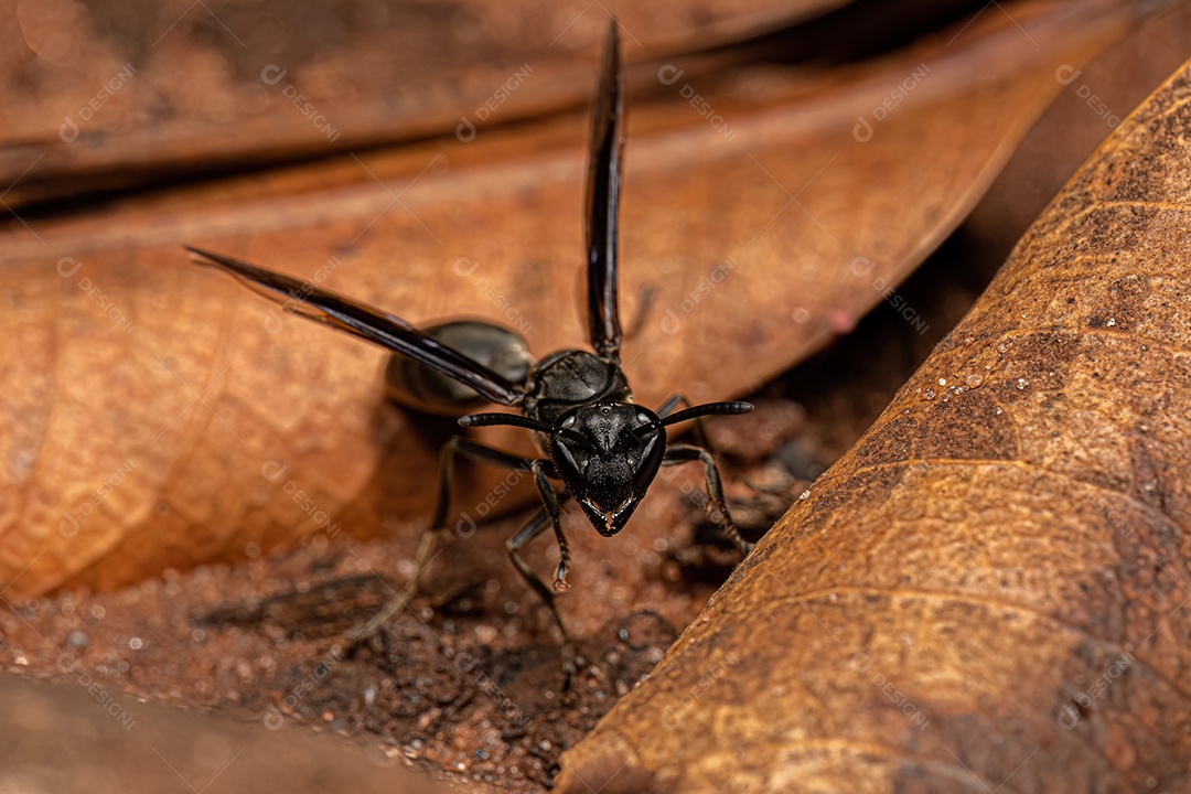 Vespa de papel adulta da espécie Polybia ignobilis.