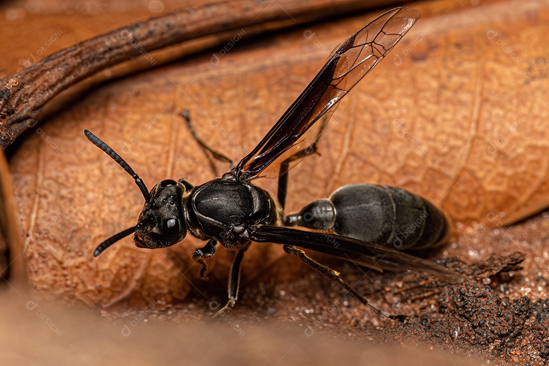 Vespa de papel adulta da espécie Polybia ignobilis.