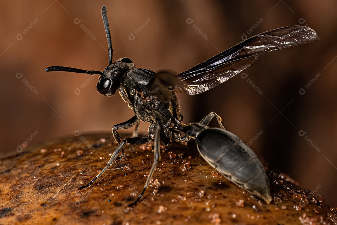 Vespa de papel adulta da espécie Polybia ignobilis.