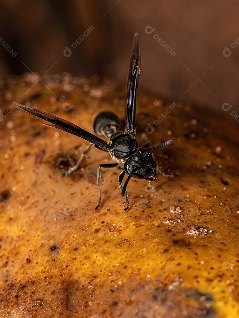 Vespa de papel adulta da espécie Polybia ignobilis.