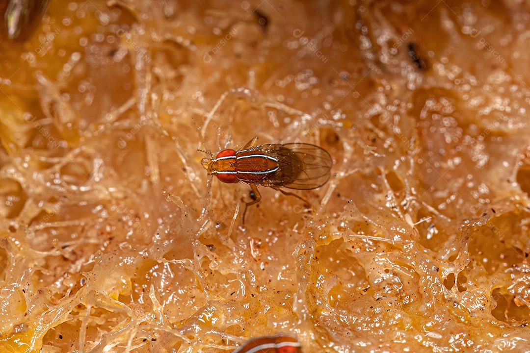 Mosca do figo africano adulta da espécie Zaprionus indianus.