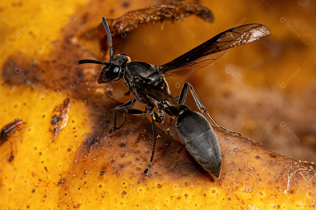 Vespa de papel adulta da espécie Polybia ignobilis.