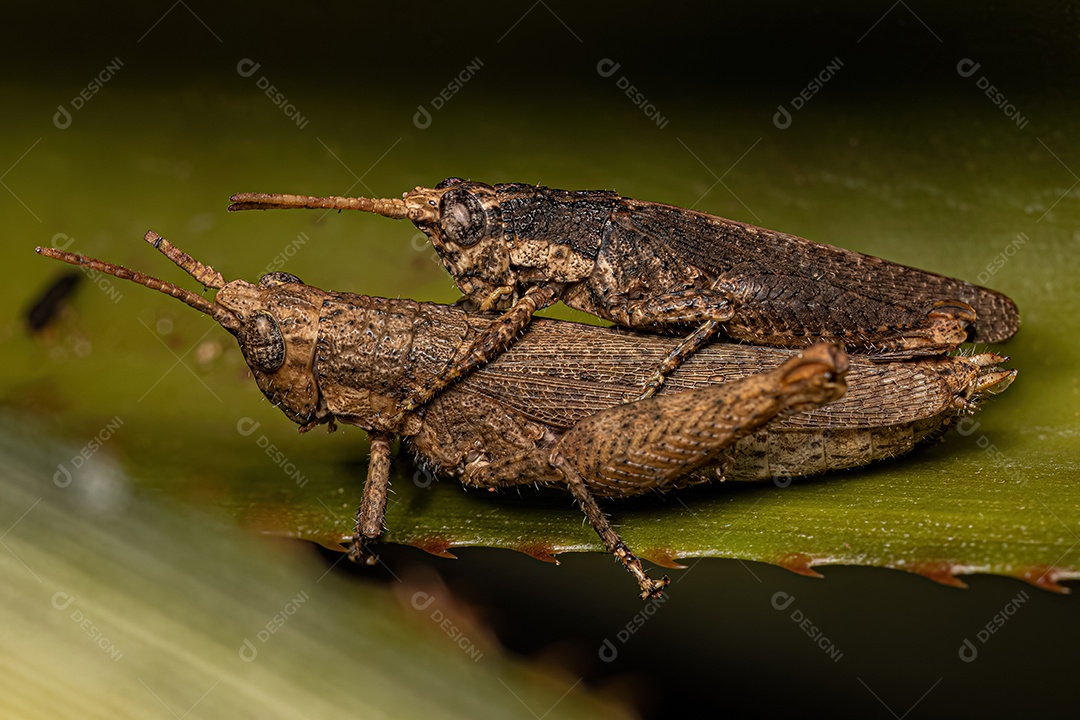 Acasalamento de Gafanhotos de Chifres Curtos Adultos do Gênero Vilerna.