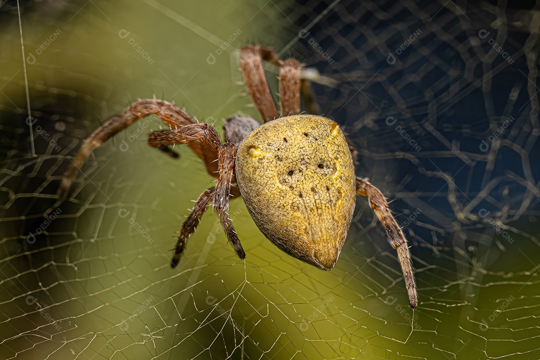 Aranha Orbweaver pequena do gênero Kapogea.