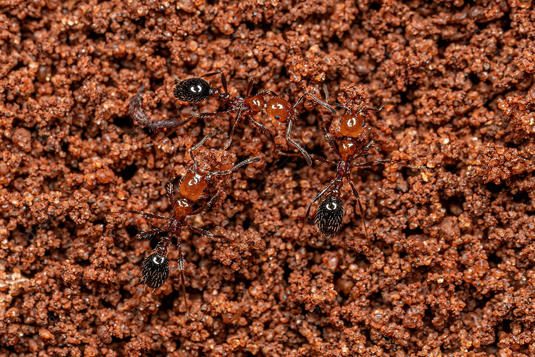 Formigas lava-pés adultas do gênero Solenopsis.