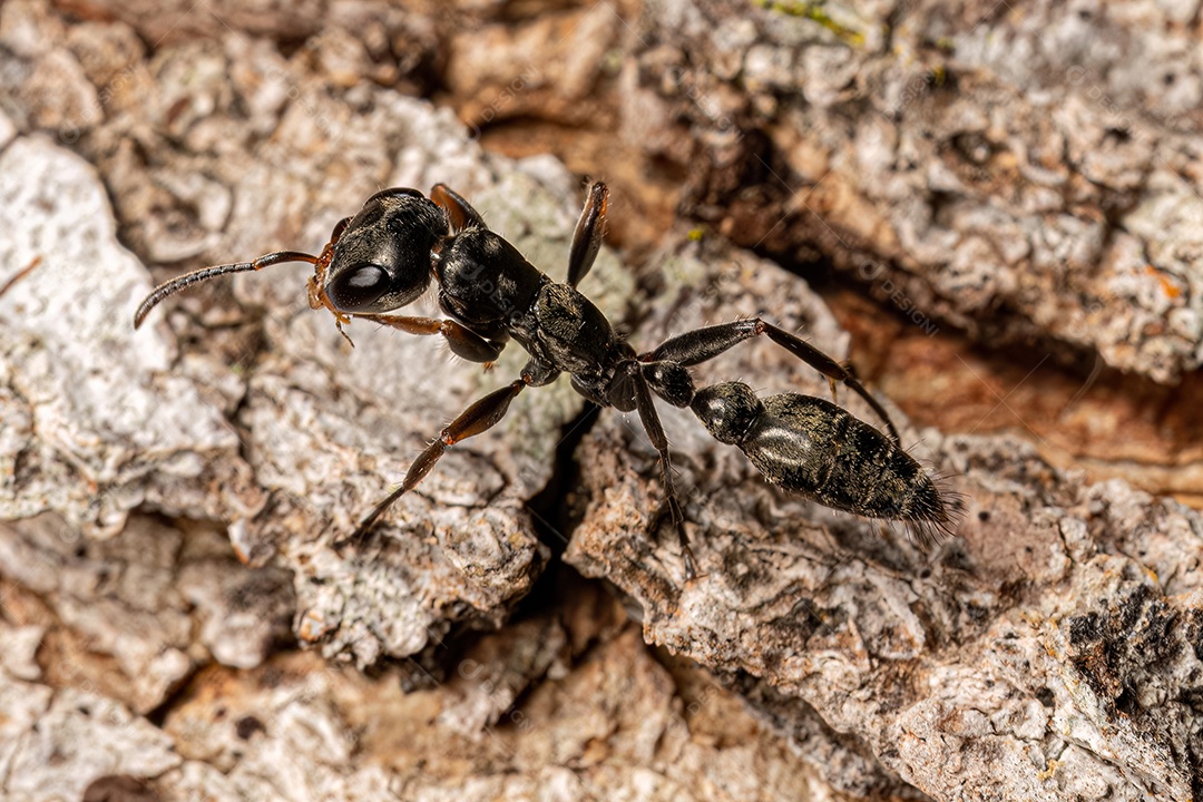 Formiga de galho fêmea adulta do gênero Pseudomyrmex.