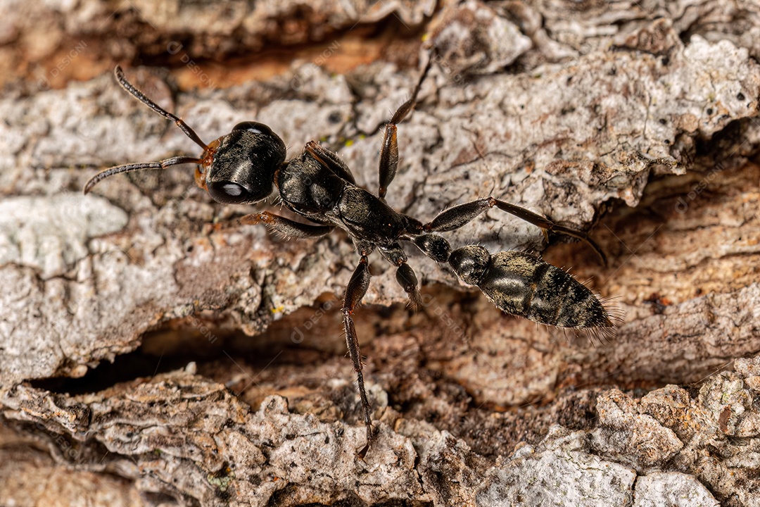 Formiga de galho fêmea adulta do gênero Pseudomyrmex.
