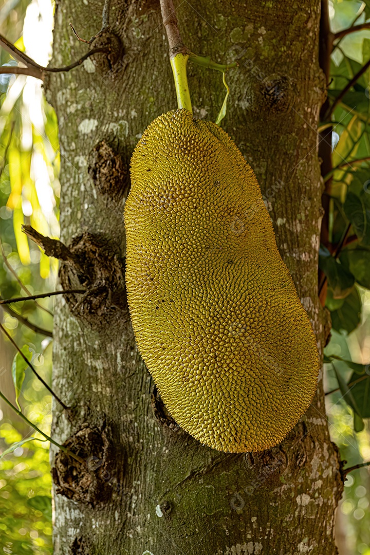Jaqueira cultivada da espécie Artocarpus heterophyllus.