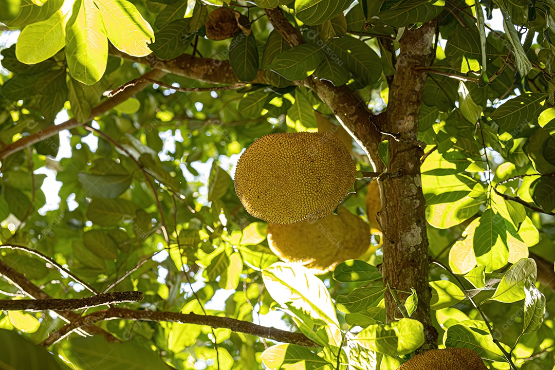 Jaqueira cultivada da espécie Artocarpus heterophyllus.