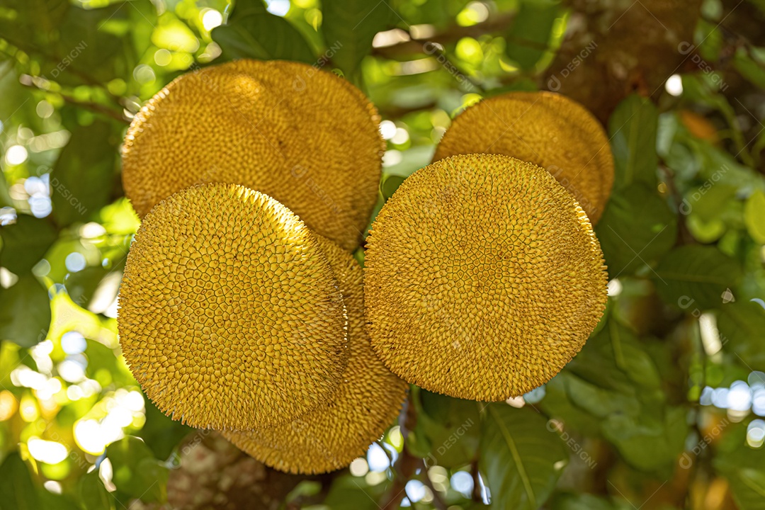 Jaqueira cultivada da espécie Artocarpus heterophyllus.