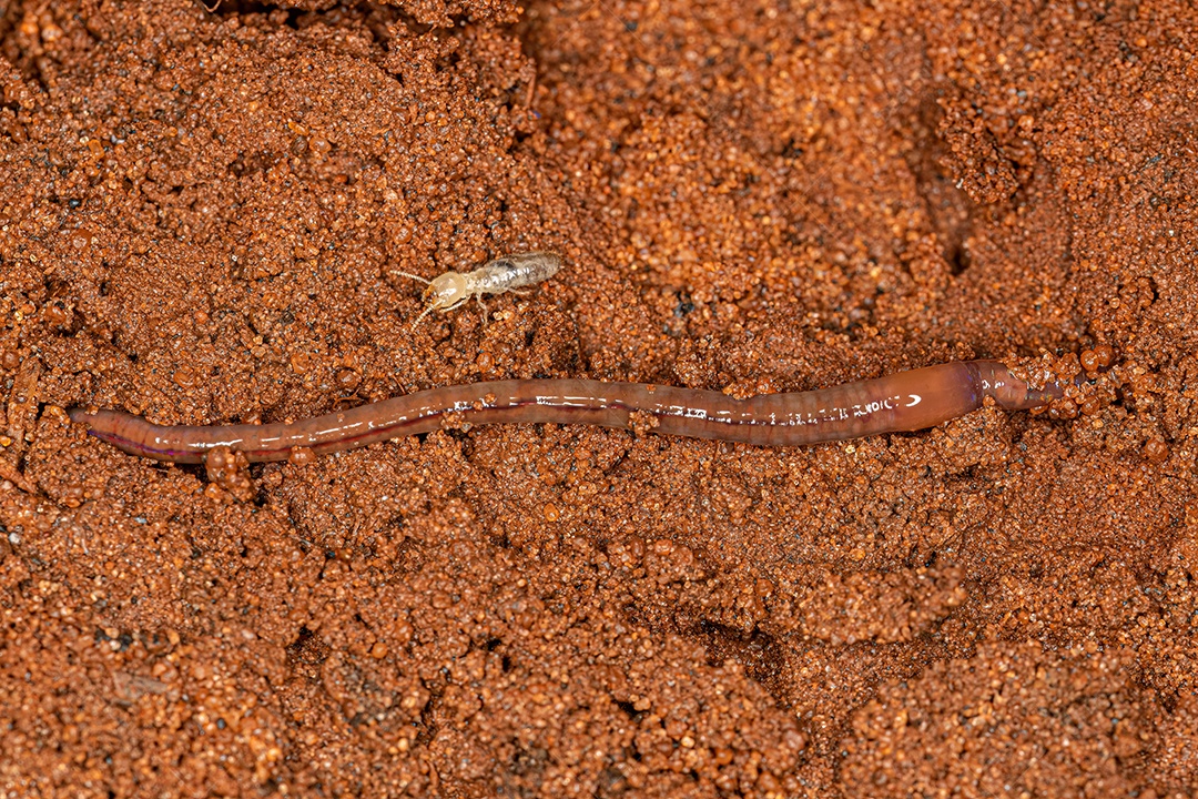 Pequeno artrópode da minhoca da subclasse Oligochaeta.