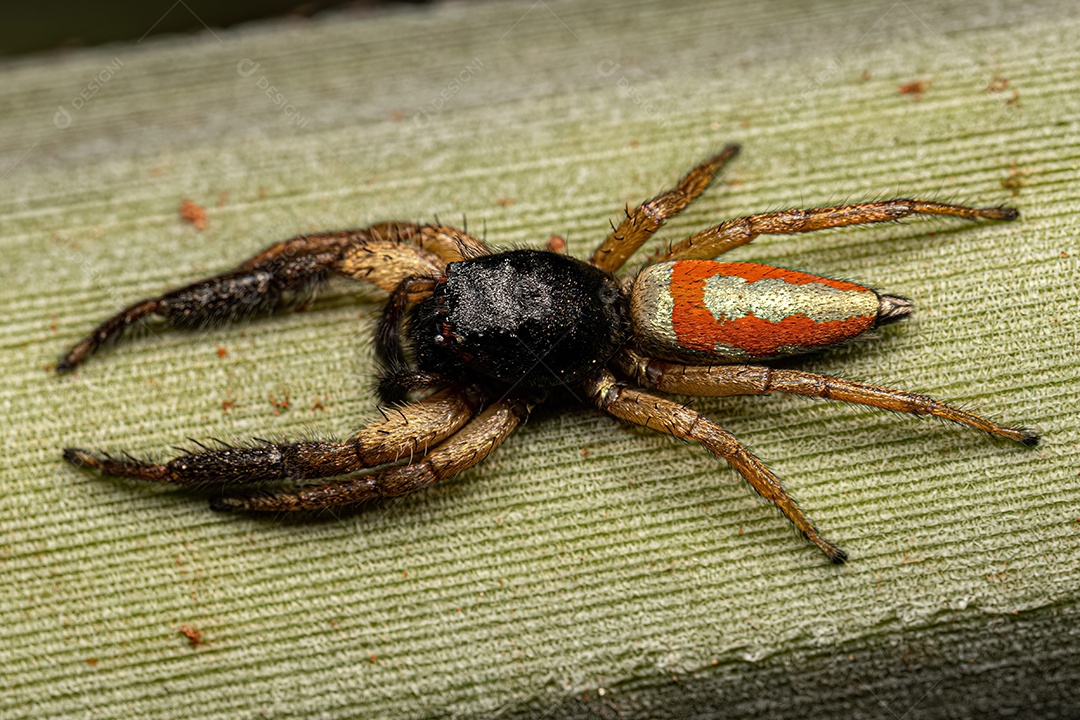 Aranha Saltadora Animal do Gênero Psecas.