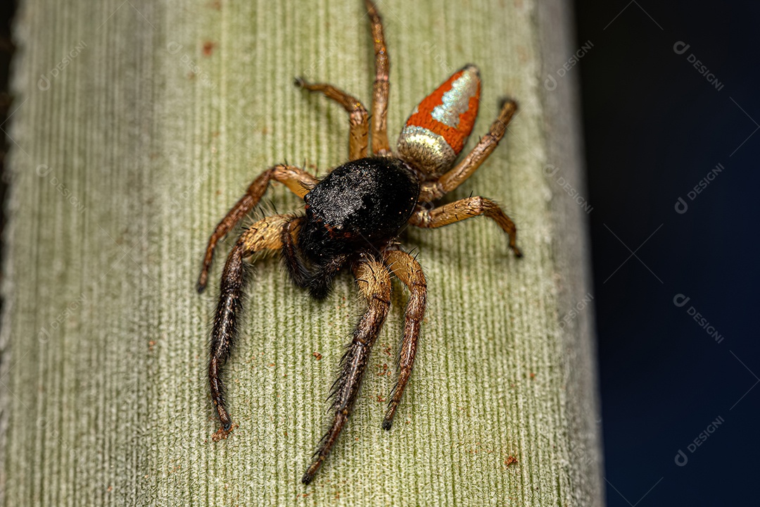 Aranha Saltadora Animal do Gênero Psecas